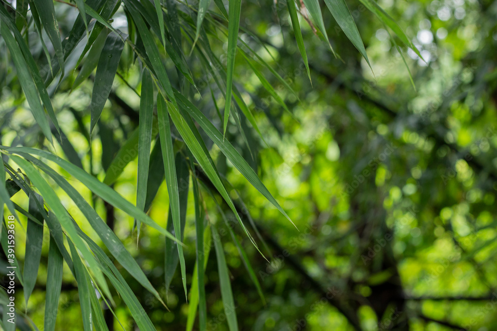 Asian Bamboo forest green bamboo leaves. bamboo leaves background, fresh green bamboo bush background. photos of green bamboo leaves . Asian Bamboo forest green bamboo leaves. bamboo leaves background, fresh green bamboo bush background. photos of green bamboo leaves .