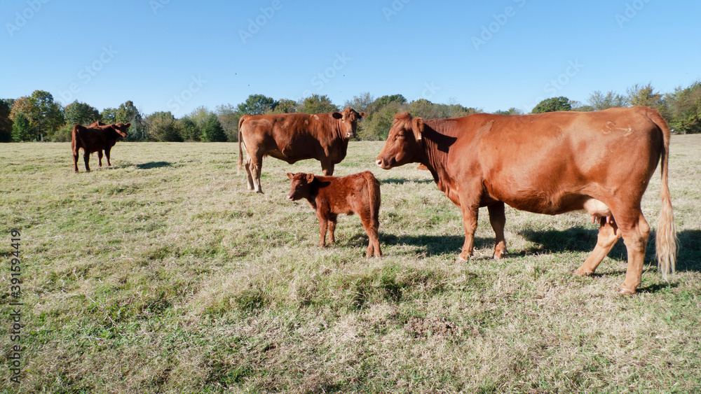 Red Angus Cattle in a pasture with calf