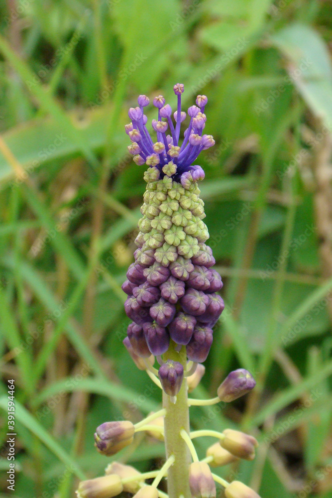 Tassel Grape Hyacinth (Leopoldia comosa) Tassel Grape Hyacinth (Leopoldia comosa)