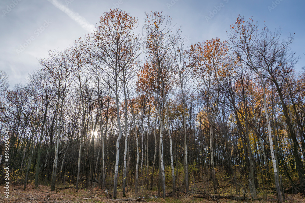 Golden, autumn, October, evening, sunset, sun, rays, sky, clouds, nature, walk, forest, trees, yellow, foliage, withered, grass, distance, space, horizon, light, shadow, glare Golden, autumn, October, evening, sunset, sun, rays, sky, clouds, nature, walk, forest, trees, yellow, foliage, withered, grass, distance, space, horizon, light, shadow, glare