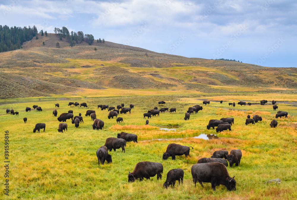 Yellowstone National Park