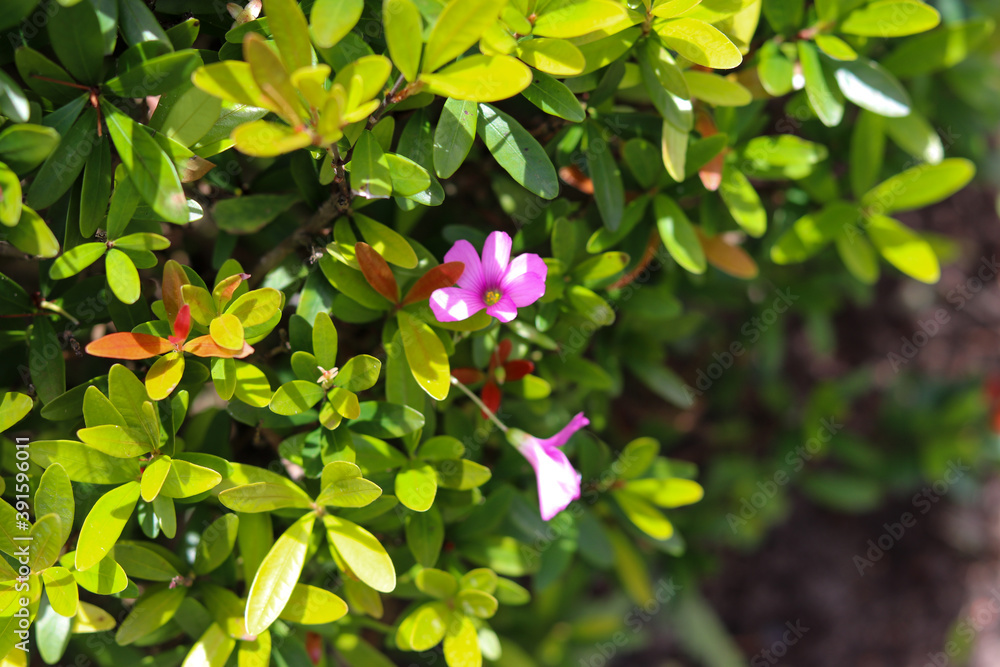 A beautiful pitangueira in the home garden. A beautiful pitangueira in the home garden.