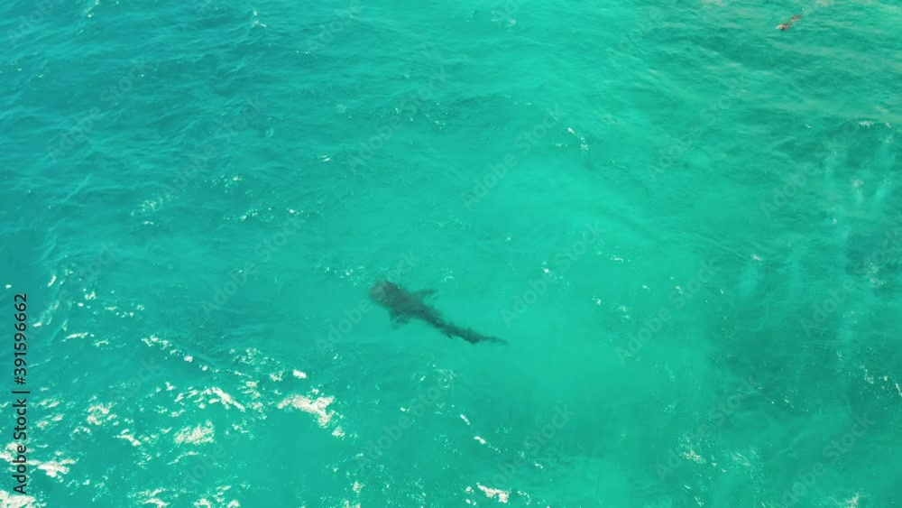 Whale shark in blue water in the open sea from above. Whale shark in the wild wildlife. Philippines,Oslob, Cebu. Whale shark in blue water in the open sea from above. Whale shark in the wild wildlife. Philippines,Oslob, Cebu.