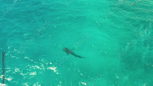 Wallpaper Mural Whale shark in blue water in the open sea from above. Whale shark in the wild wildlife. Philippines,Oslob, Cebu. Torontodigital.ca
