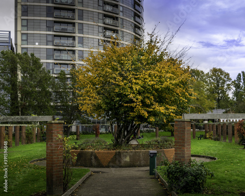 LONDON, UNITED KINGDOM - Oct 24, 2020: beautiful tree in kings george park photo