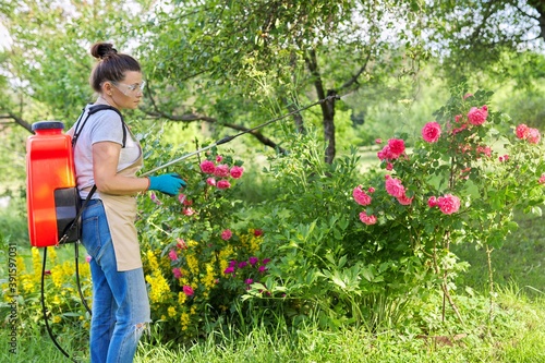 Photography Woman in backyard garden with pressure sprayer backpack protecting plant rose