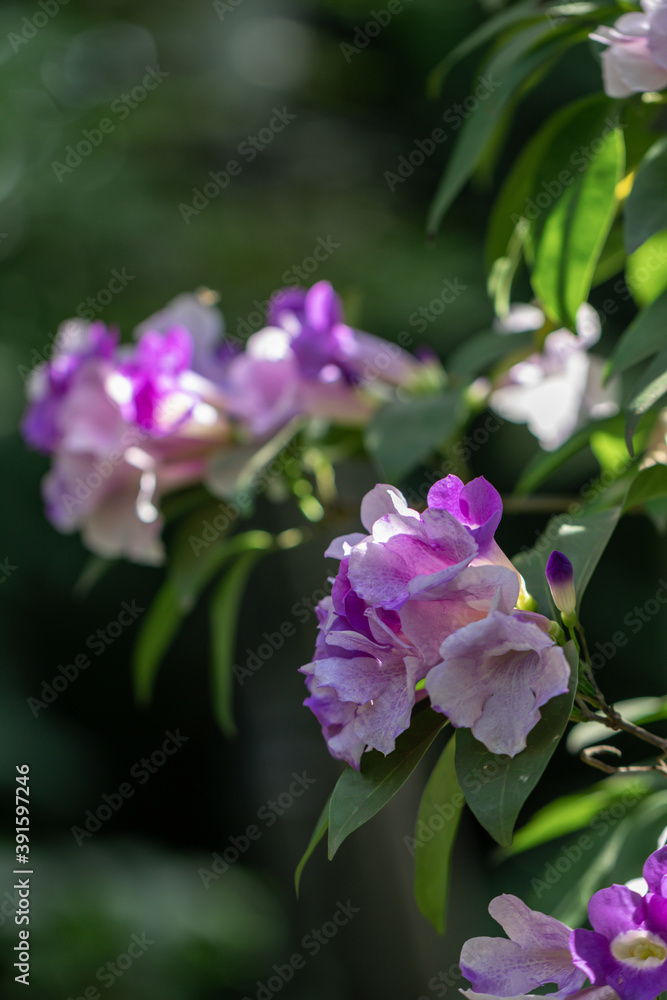 Beautiful Mansoa alliacea flower or Garlic vine flower in the garden.Purple and white flower.