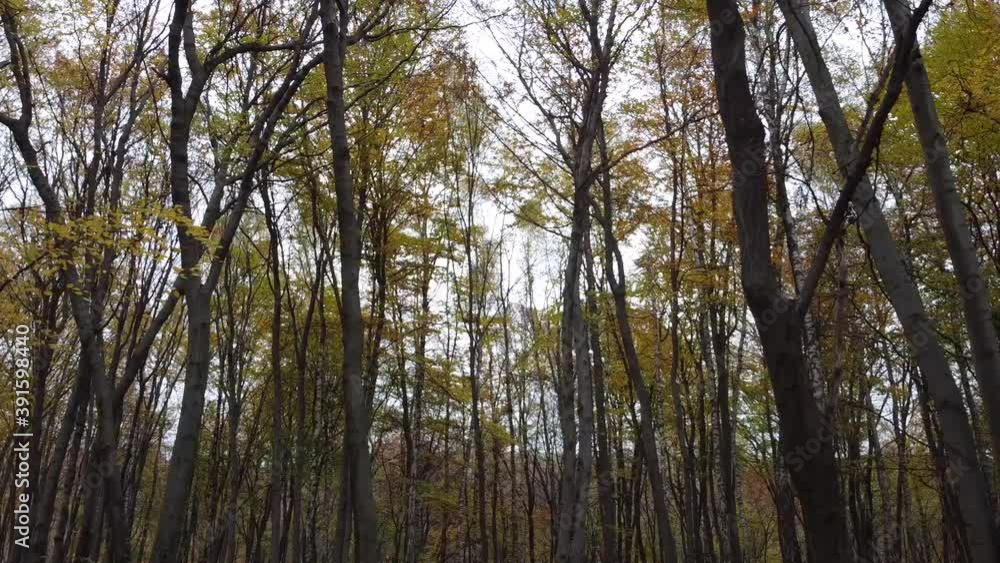 Autumn forest in November. Trees and fallen foliage.
Autumn forest in November. Trees and fallen foliage.
