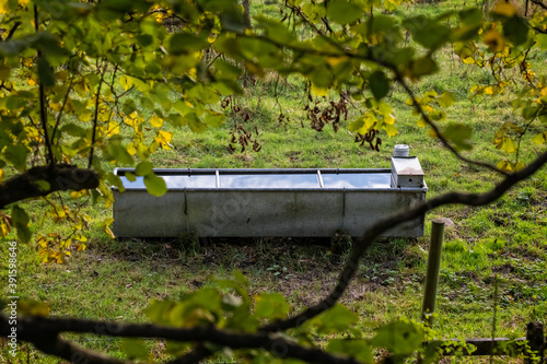 Zinc cattle trough full of water in field framed by trees
