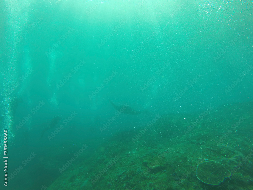 Obraz premium underwater view of the world