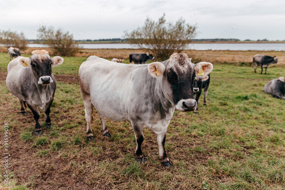 Rind oder Kuh auf einer Wiese Rind oder Kuh auf einer Wiese