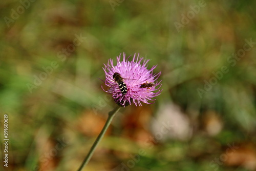 Schwebfliege auf Blume