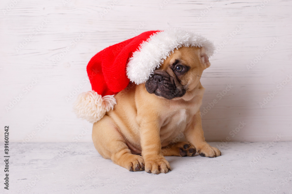 French bulldog puppy in Santa Claus hat French bulldog puppy in Santa Claus hat