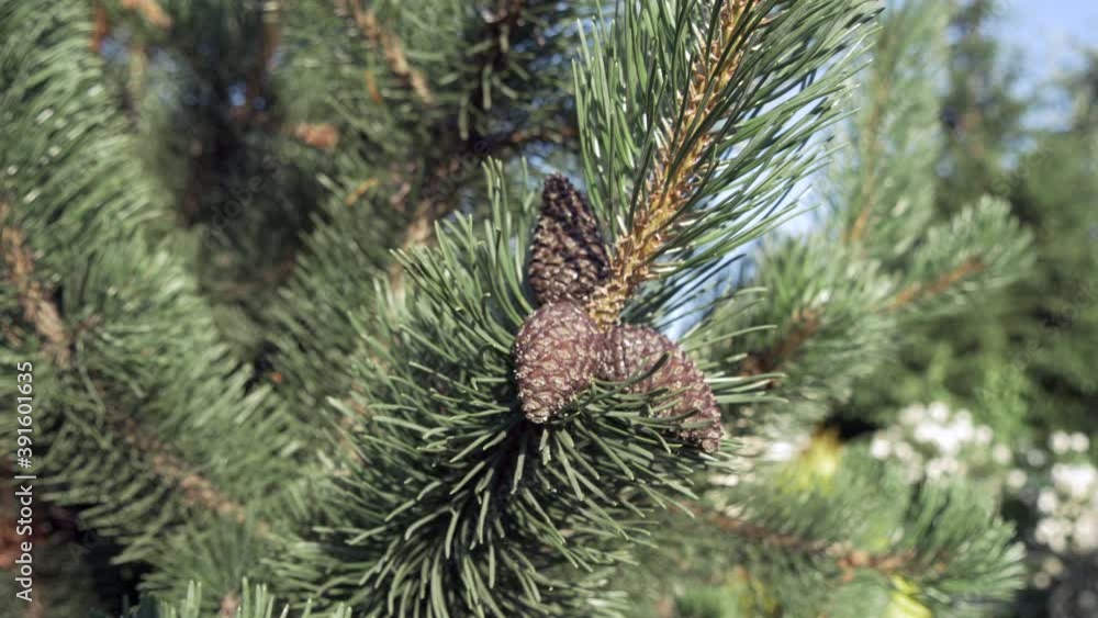 Green Pine Branch With Cones Waving On The Wind Dolly Slider Shot.. Green Pine Branch With Cones Waving On The Wind Dolly Slider Shot..