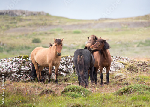 Wild Icelandic horses grazing outside Reykjavik  Iceland 