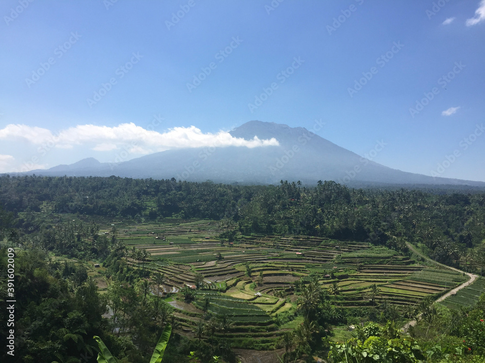 Fototapeta premium tea plantation