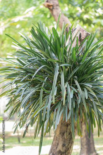 Blurred close up Cymbidium aloifolium orchid flower.Common Name The Aloe-Leafed Cymbidium plant. photo