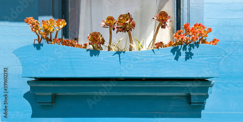 Wooden blue window planter with scrawny succulents. photo