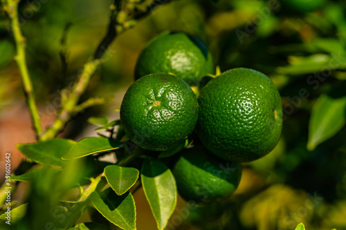 Wallpaper Mural Grüne Orangen Torontodigital.ca