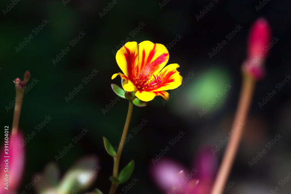portulaca grandiflora or eleven o'clock flower