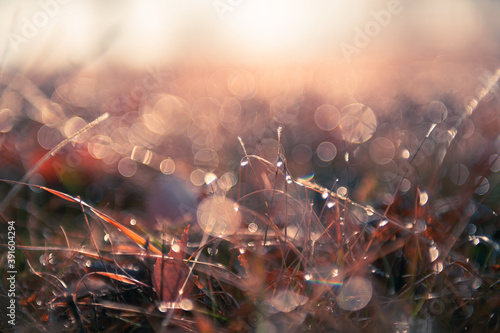 Wild grasses with morning dew at sunrise. Macro image, shallow depth of field. Vintage filter. Blurred autumn nature background