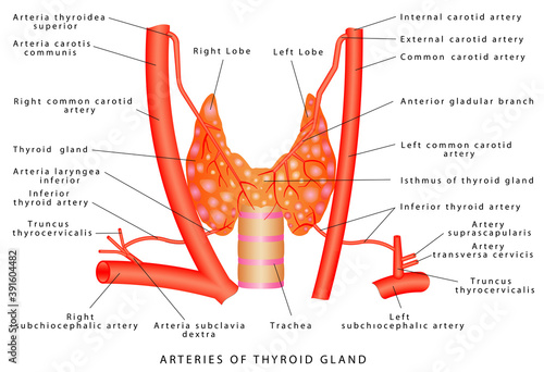 Thyroid Gland arteries. Thyroid Gland - Endocrine Glands and Their Hormones. Arterial supply of thyroid gland. The thyroid gland is located on the anterior surface of the trachea. Endocrine System Dia