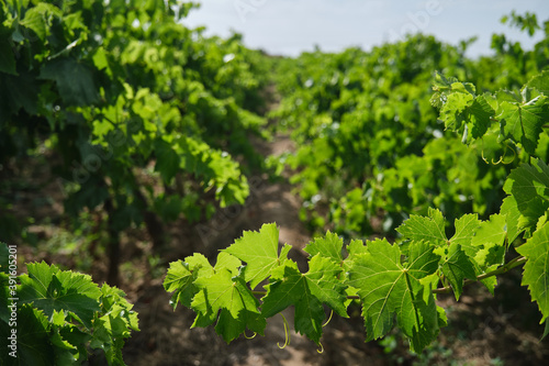Detailed close-up of the natural vine leaves in the vineyard