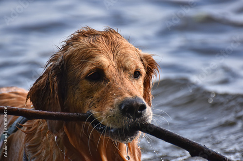 Golden Retriever bringt Stöckchen