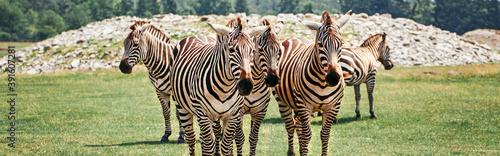 A herd of plains zebra standing together in savanna park on summer day. Exotic African black-and-white striped animals walking in the prairie. Wild species in natural habitat. Web banner header.