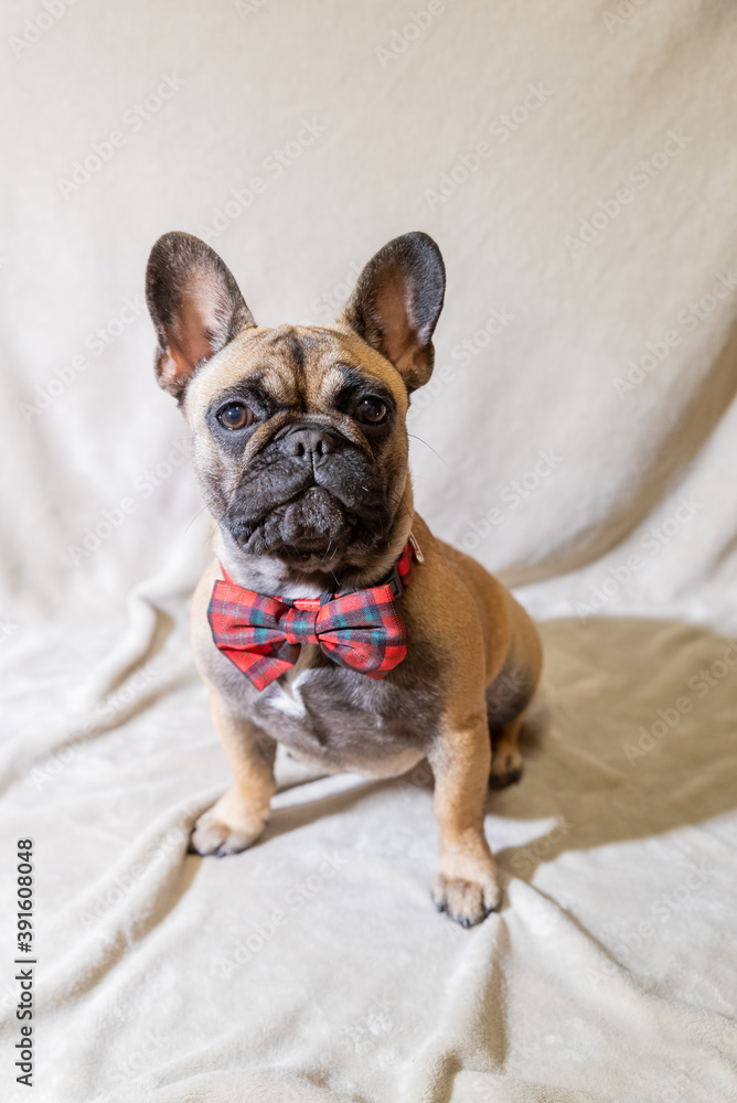 French bulldog posing in shooting set French bulldog posing in shooting set