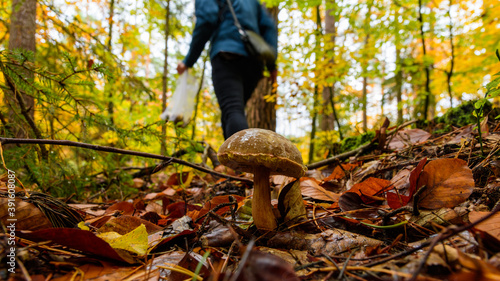 Bay bolete missed during mushroom hunting. Girl foraging in the woods.