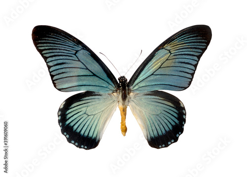 Papilio Zalmoxis big blue butterfly Isolated with clipping path on white background