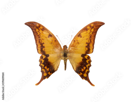 Dabasa Payeni Evan big yellow brown butterfly Isolated with clipping path on white background
