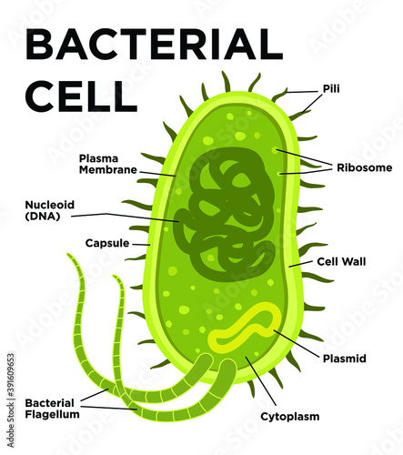 Bacterial cell anatomy in flat style. Vector modern illustration. Labeling structures on a bacillus cell with nucleoid DNA and ribosomes. External structures include the capsule, pili, and flagellum.