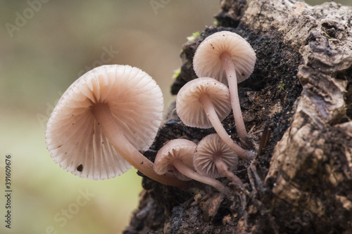 Mycena haematopus bleeding fairy helmet small reddish brown mushroom growing on decaying wood debris with blurred natural green background