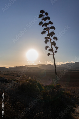 Flower of the agave plant at sunset time. It grows in dry climates like the desert. Vertical picture of its silhouette against the sun light. Cabo de gata, Almería, Andalusia, Spain photo