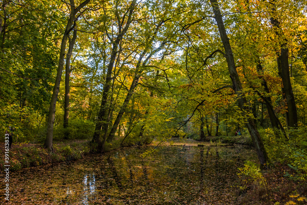 Autumn trees alley with colorful leaves in the park