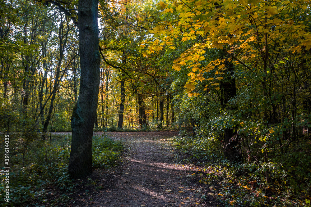 Fototapeta premium Autumn trees alley with colorful leaves in the park