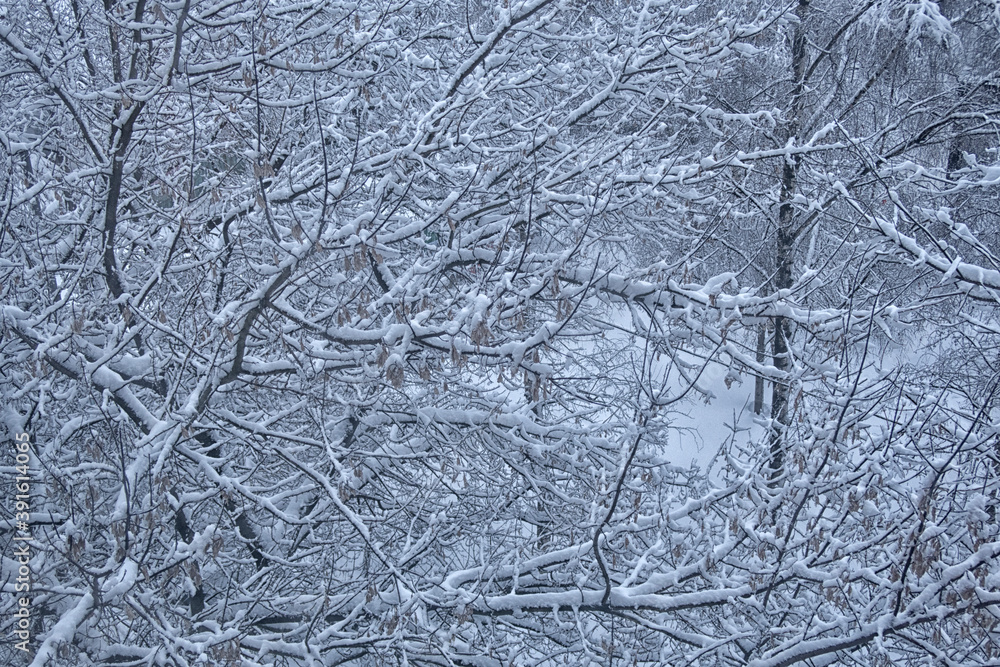 winter landscape in the city of Moscow. Russia. winter landscape in the city of Moscow. Russia.