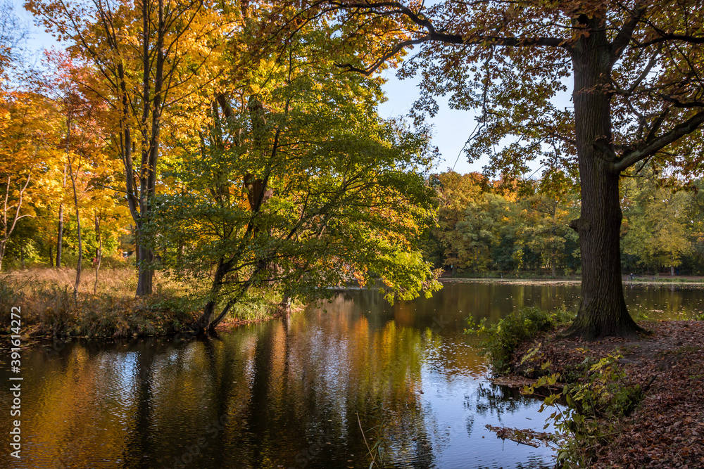 Autumn trees alley with colorful leaves in the park Autumn trees alley with colorful leaves in the park
