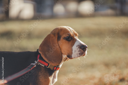 Beautiful thoroughbred beagle puppy for a walk. Autumn walk with your pet.