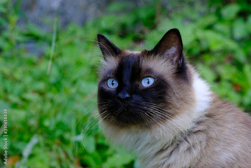 portrait of a siamese long-haired cat in nature