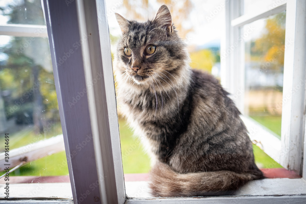 beautiful cat sitting on the window