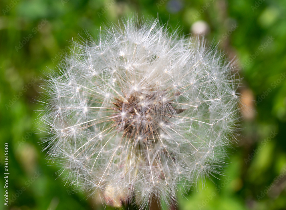 Fototapeta premium dandelion head