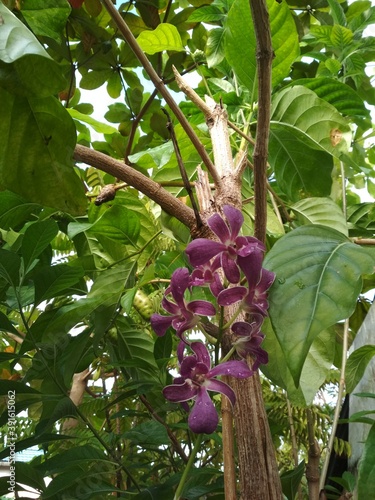 Orchid
