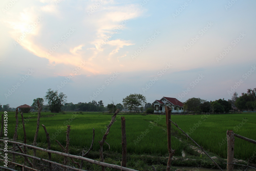rice fields on khong island in laos
