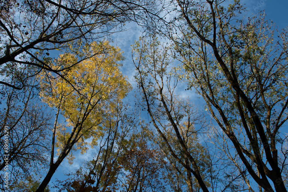 Trees in autumn colors Trees in autumn colors