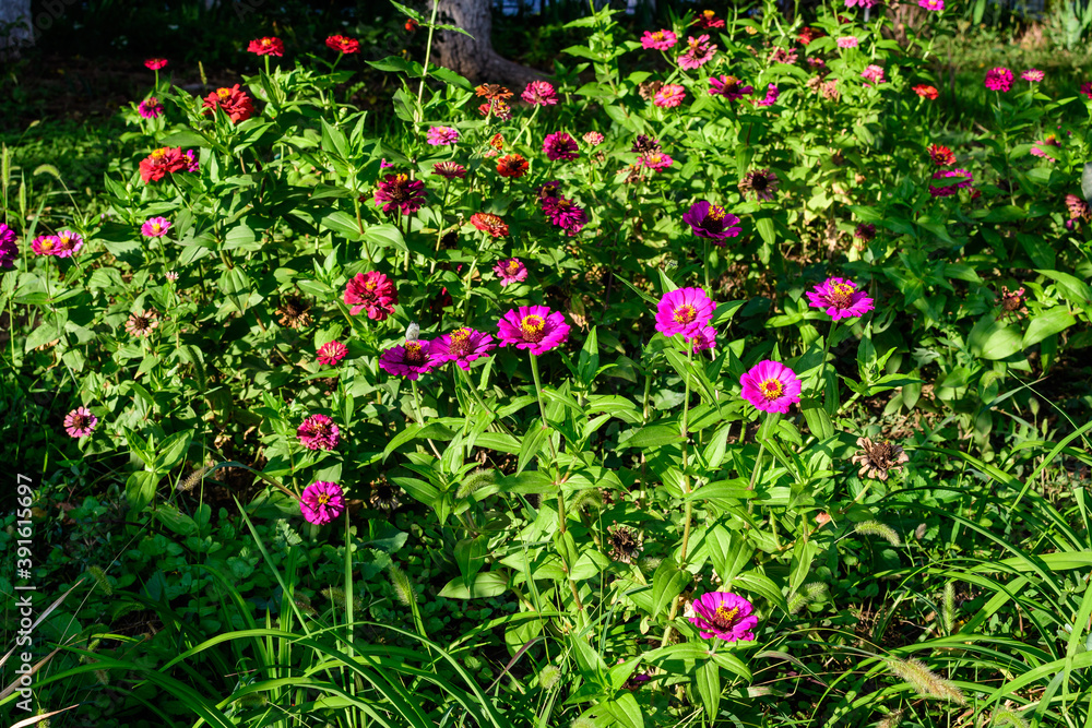 Many beautiful large pink and red zinnia flowers in full bloom on blurred green background, photographed with soft focus in a garden in a sunny summer day.