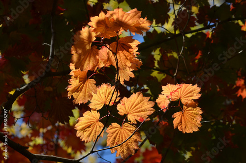 Many orange and red leaves of maple tree colored during the cold autumn days in a botanical garden, beautiful outdoor background photographed with soft focus.