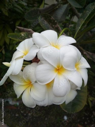 White Plumeria